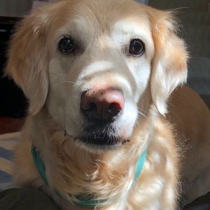 Meet your Posher, Allan